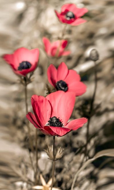poppies,phone wallpaper,mobile wallpaper,flowers,floral background,mobile wallpaper 4k,bloom,red poppies,red flowers,flower wallpaper,blossom,lock screen wallpaper,field of flowers,beautiful wallpaper,beautiful flowers,samsung wallpaper,flower background,