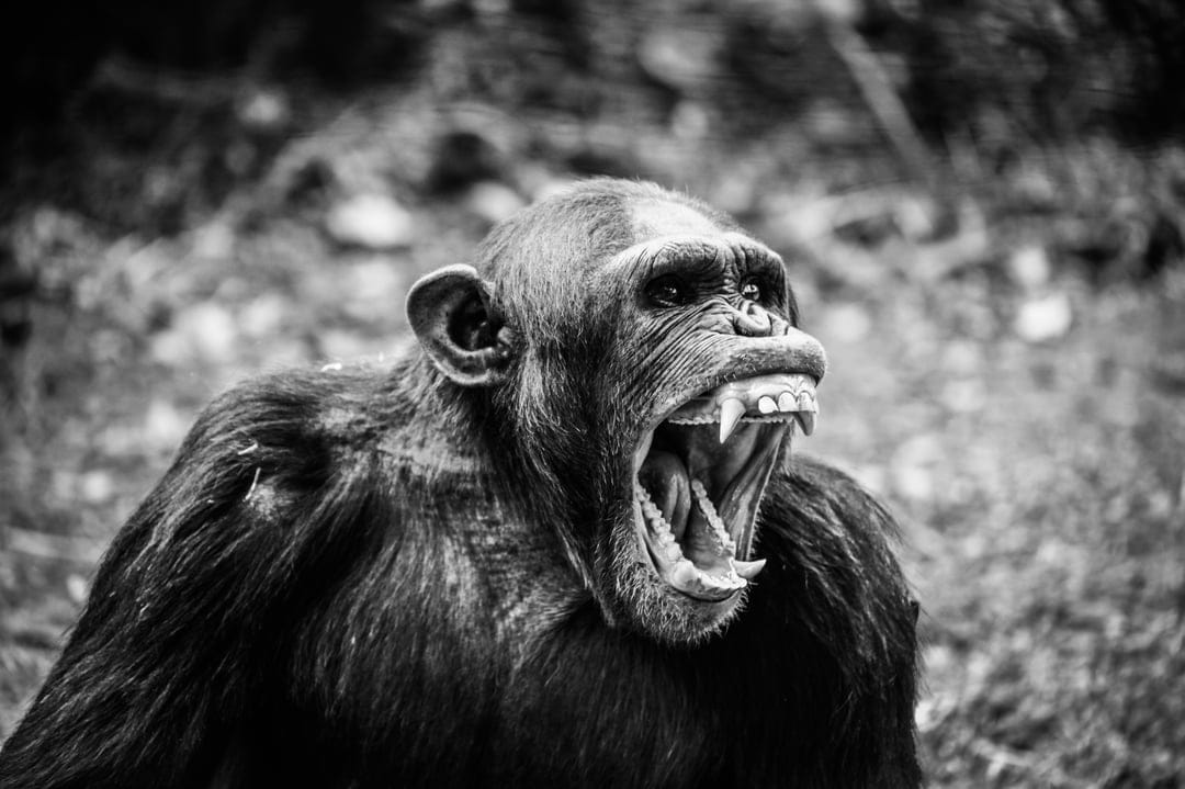 Chimpanzee yawning with wide open mouth showing sharp teeth in a close-up black and white wildlife portrait.