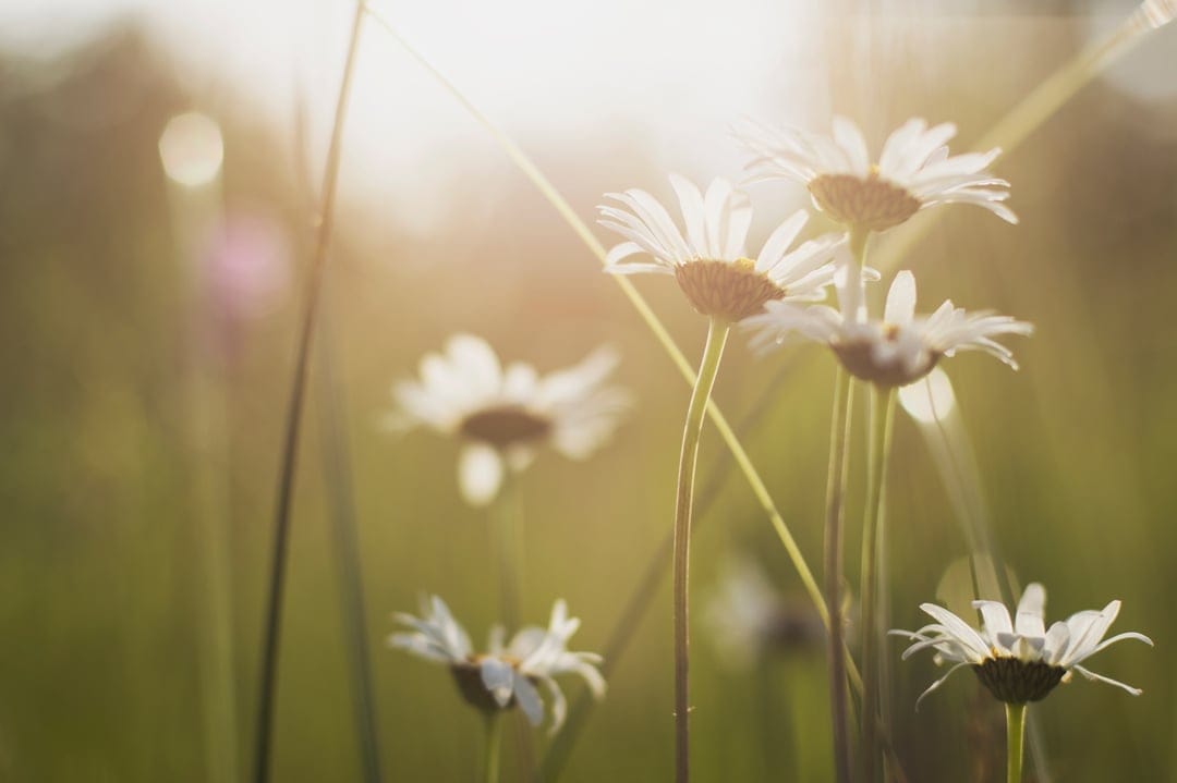 White daisies bloom in a sun-drenched grassy field with glowing lens flares and warm golden hour lighting.