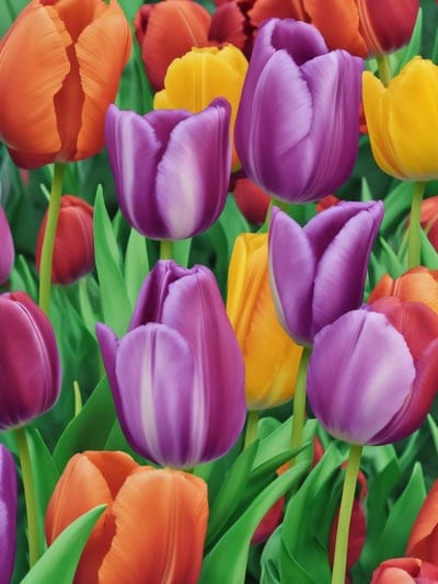 Purple, orange, and yellow tulips with green leaves viewed from above in a dense, blooming floral arrangement.