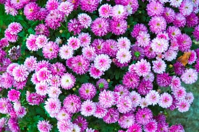 Fuchsia and lavender chrysanthemum blooms with intricate petal textures nestled against dark green foliage.