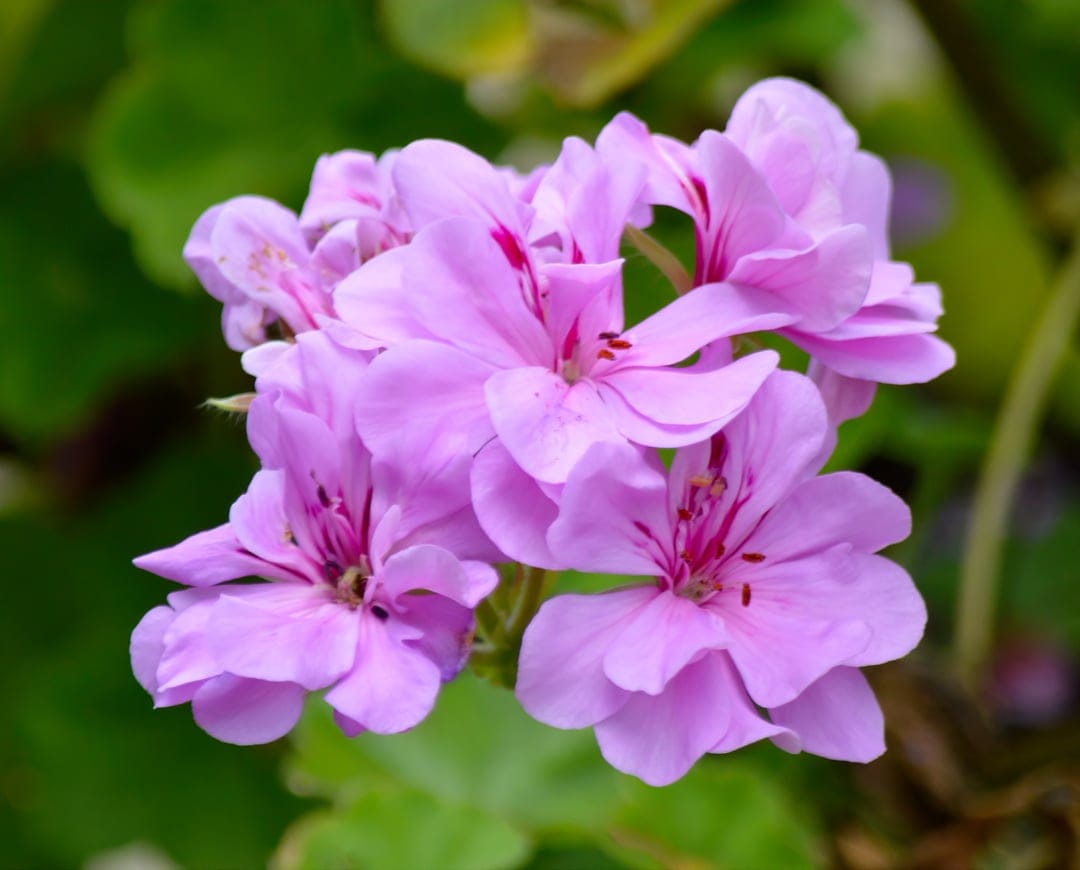 Pink geranium flower cluster with detailed veins against a blurred green background in a vertical composition.