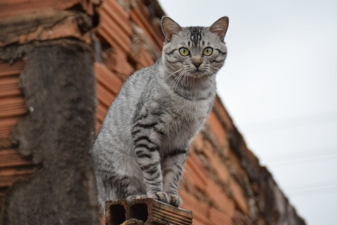 Silver tabby cat with green eyes and dark stripes perched on an orange brick wall with a textured background.
