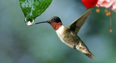 Ruby-throated hummingbird hovers while touching its beak to a water droplet on a green leaf with garden bokeh.