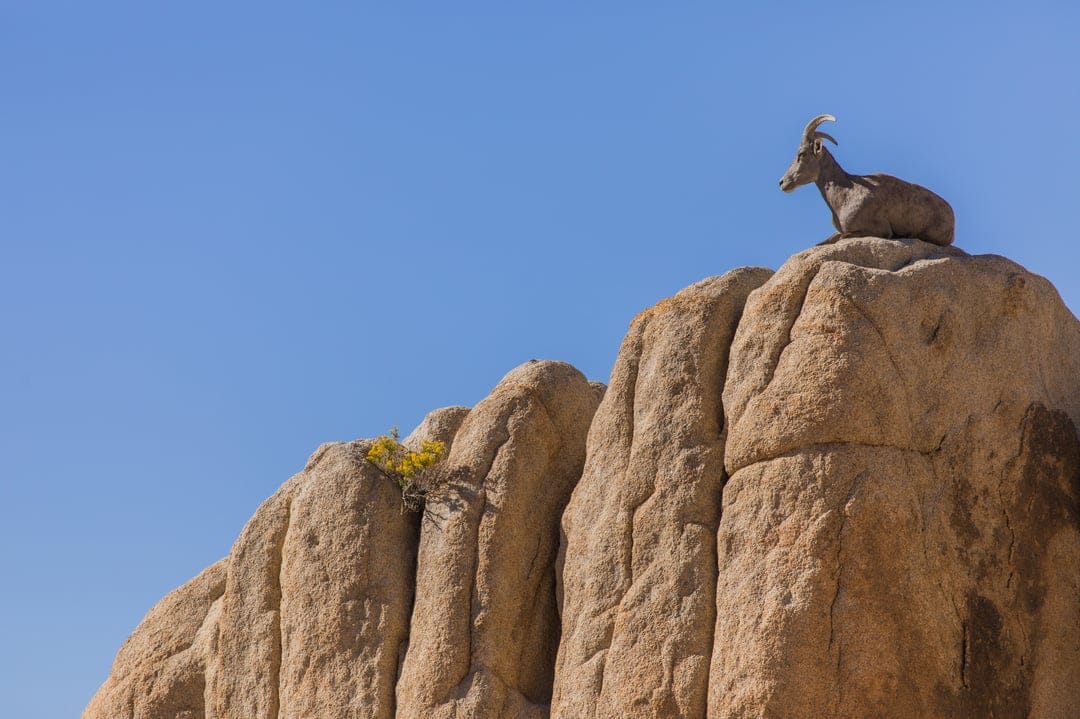 Bighorn sheep with large curved horns rests on a jagged rock peak against a clear blue sky during the day.