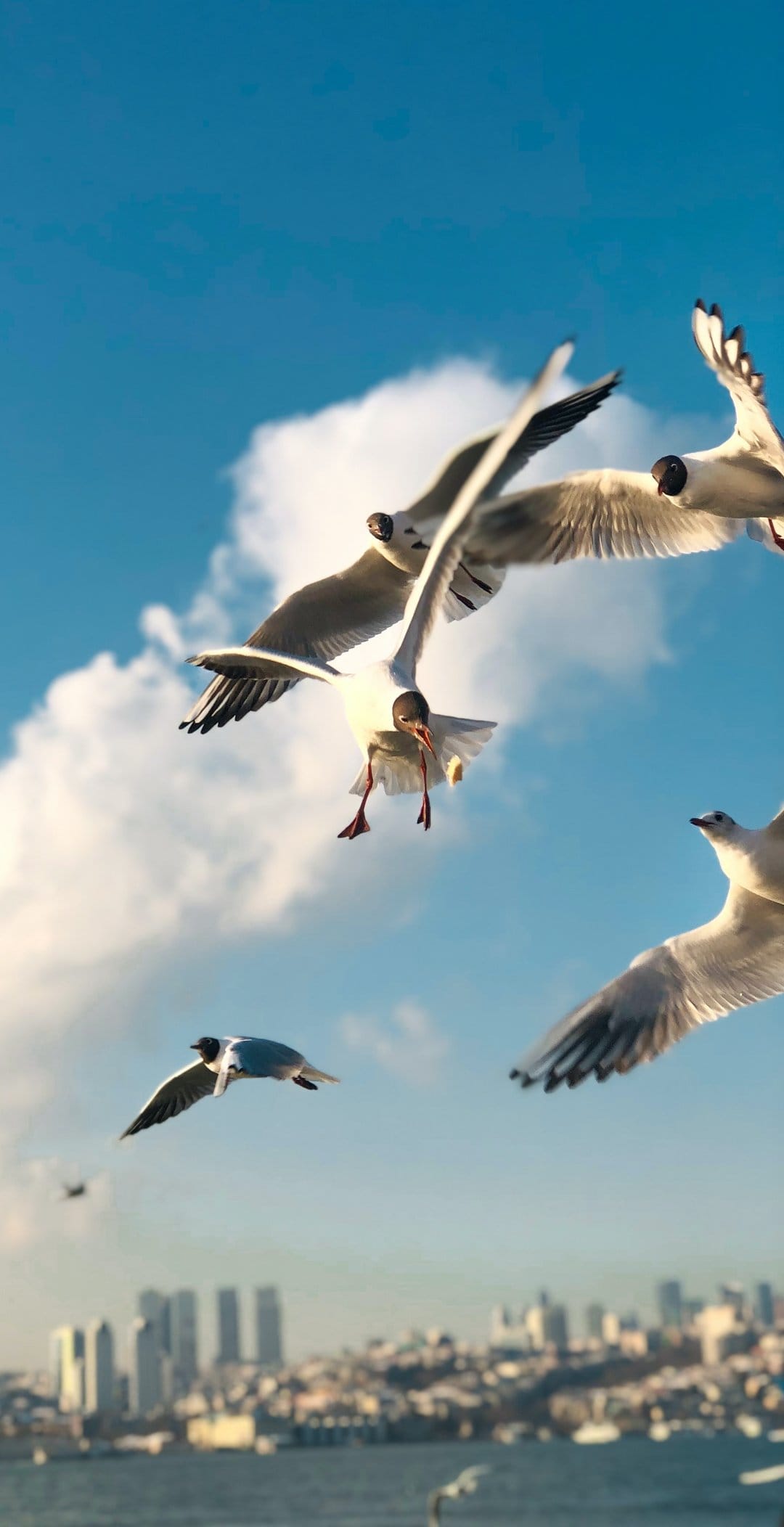 Seagulls glide through a bright blue sky with soft white clouds above a distant, hazy metropolitan skyline.