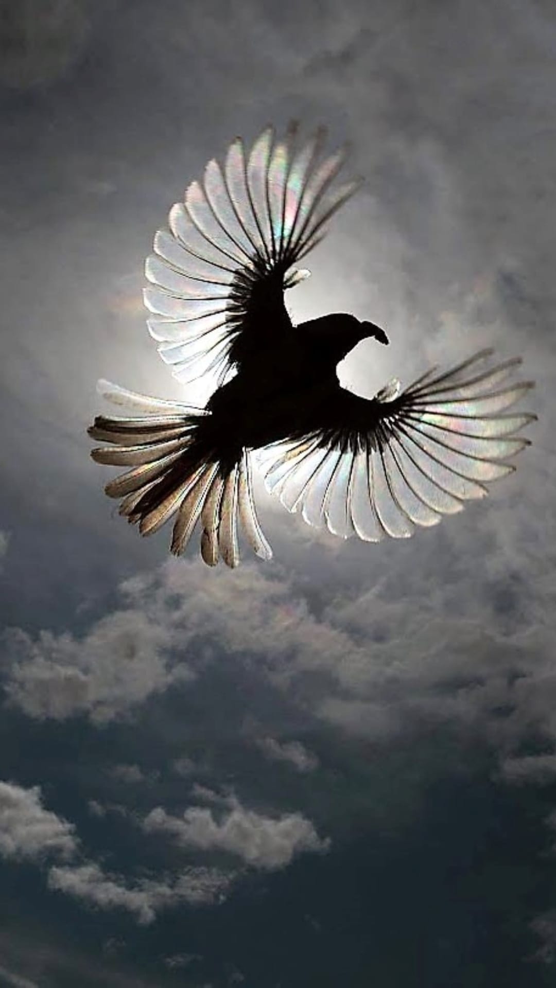 Bird silhouette with translucent wings soars against dark textured clouds and piercing sun rays in a moody sky.