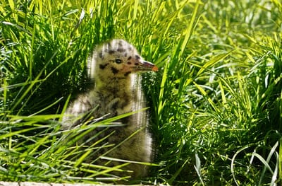 seagull,baby,baby bird,down,beautiful wallpaper,small,hd wallpaper,4k wallpaper,nature,mac wallpaper,windows wallpaper,hidden,full hd wallpaper,grass,cool backgrounds,free background,ornithology,wallpaper 4k,free wallpaper,animal