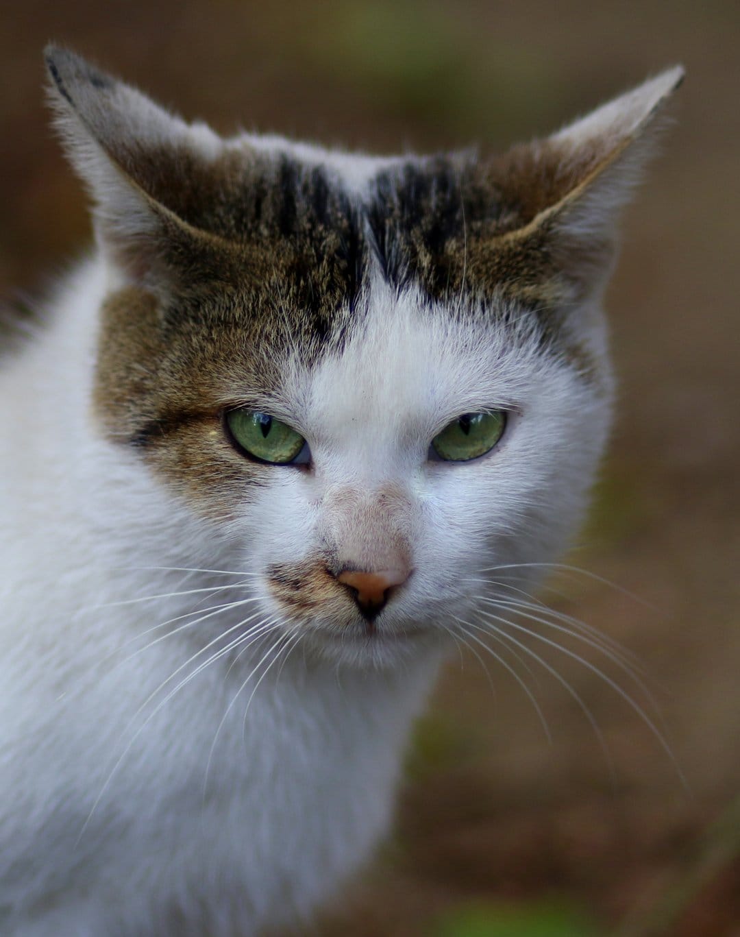 White and brown tabby cat staring forward with vivid green eyes and long white whiskers against a blurred backdrop.