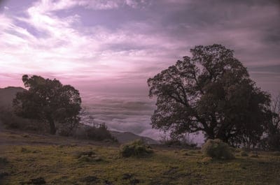 tree,wallpaper hd,sky,4k wallpaper,mac wallpaper,windows wallpaper,full hd wallpaper,sunset,sundown,fog,sky background,hd wallpaper,4k wallpaper,nature wallpaper,beautiful wallpaper,nature background,foggy,nature,free background,landscape
