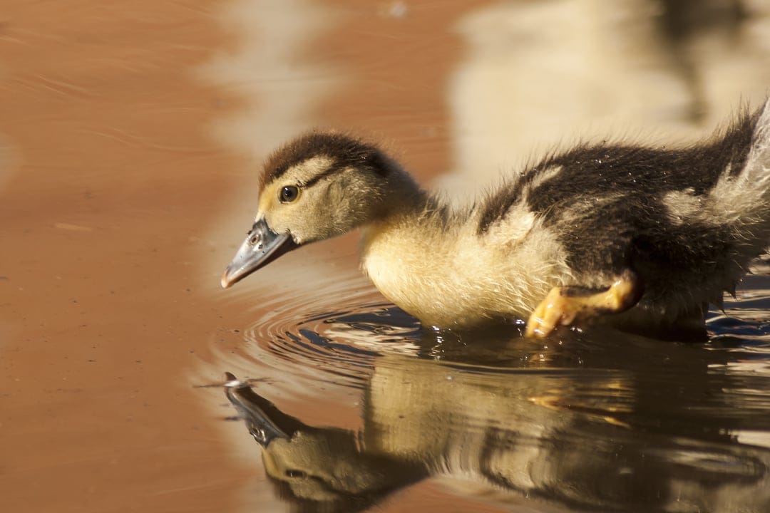 Yellow and brown duckling swimming in calm water with a clear reflection and soft ripples in profile view.