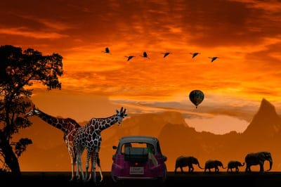 background,emotions,4k wallpaper,wallpaper hd,honeymoon,laptop wallpaper,vacations,africa,love,mac wallpaper,giraffe,windows wallpaper,full hd wallpaper,elephant,desktop backgrounds,4k wallpaper,free wallpaper,cool backgrounds,free background,hd wallpaper