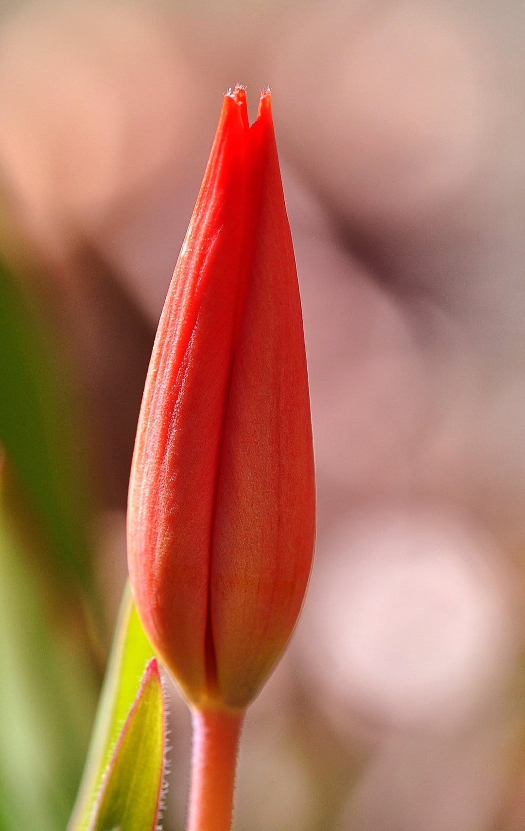 Red tulip bud with tightly furled petals set against a soft, golden bokeh background in a vertical macro shot.