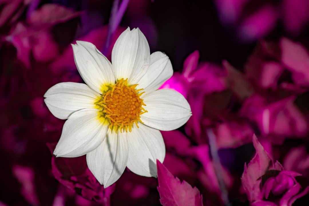 White dahlia flower with a yellow center set against a blurred background of vibrant neon pink botanical leaves.