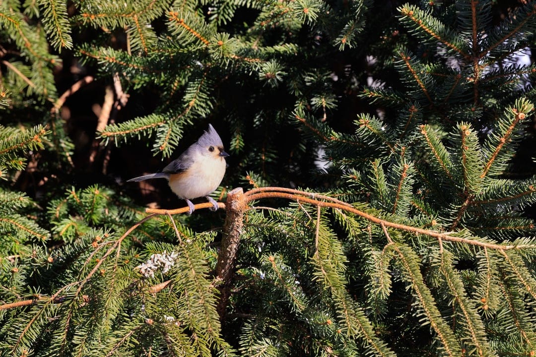 Tufted Titmouse bird with a small crest sits on a green fir branch under soft natural sunlight in the forest.
