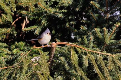 bird,4k wallpaper,beautiful wallpaper,mac wallpaper,wallpaper 4k,tufted titmouse,wildlife,4k wallpaper,desktop backgrounds,laptop wallpaper,free background,cool backgrounds,hd wallpaper,windows wallpaper,wallpaper hd,full hd wallpaper,ornithology,free wal