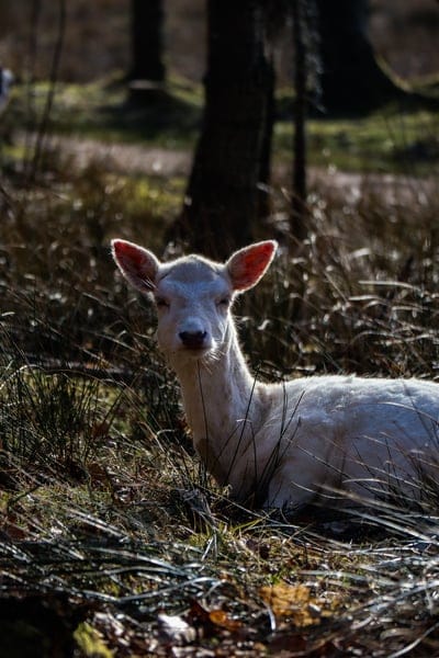 White albino deer with pink ears rests in dry grass under dappled sunlight within a dense woodland forest.