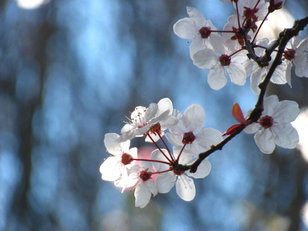 White cherry blossoms with crimson centers glow under sunlight against a soft blue bokeh sky on a dark branch.