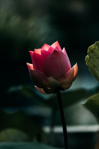 Pink lotus flower bud with glowing petals against a dark green bokeh background in vertical orientation.