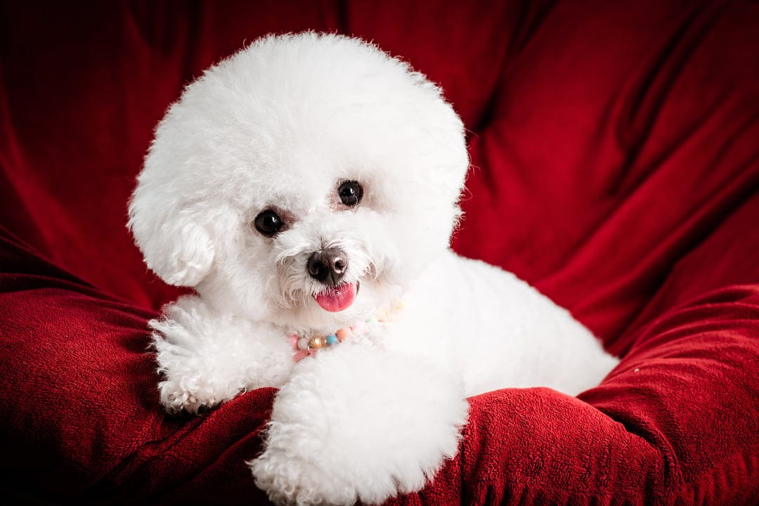 White Bichon Frise dog with a beaded collar resting on a red velvet couch while looking into the camera lens.