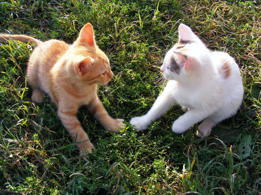 Ginger and calico kittens reach toward each other with paws outstretched in a sun-drenched grassy field.