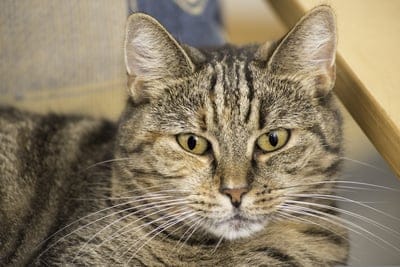 domestic cat close up,nature,close up,domestic cat,full hd wallpaper,cat,cute,mac wallpaper,laptop wallpaper,eyes,free wallpaper,background,cat background,animal,domestic animal,free background,fur,desktop backgrounds,wallpaper 4k,domesticated