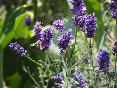 Fuzzy honeybee landing on a vibrant purple lavender flower spike with soft green foliage in the background.
