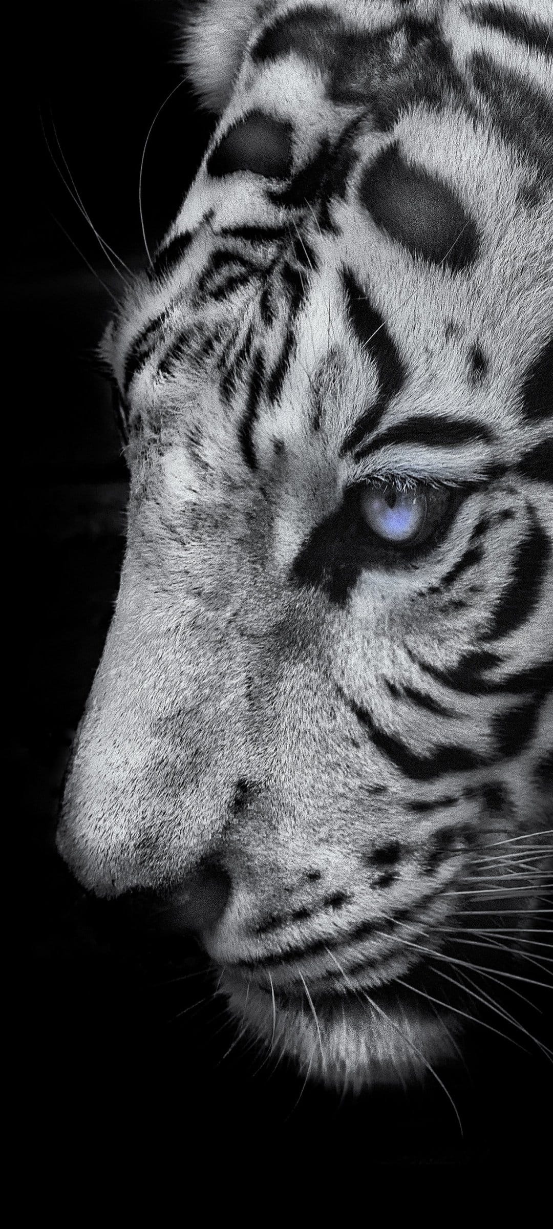 White tiger face with bright blue eyes and black stripes stares forward against a dark, shadowy background.