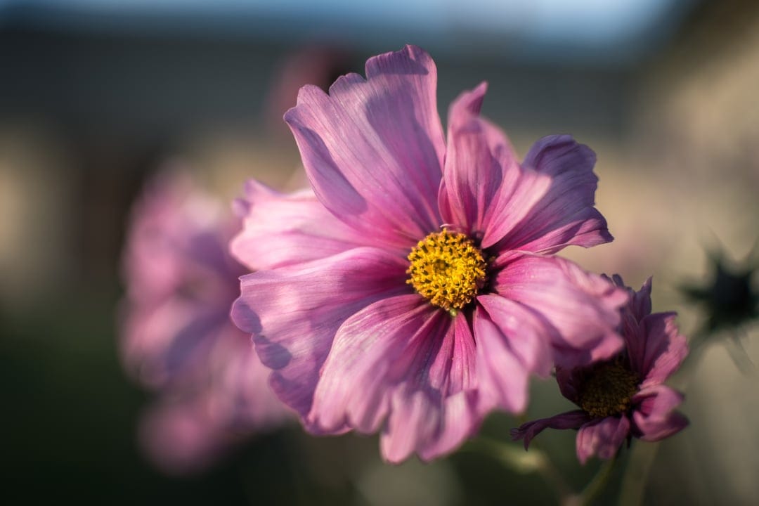 Pink cosmos flower with ruffled petals and a yellow center against a blurred green and floral background.