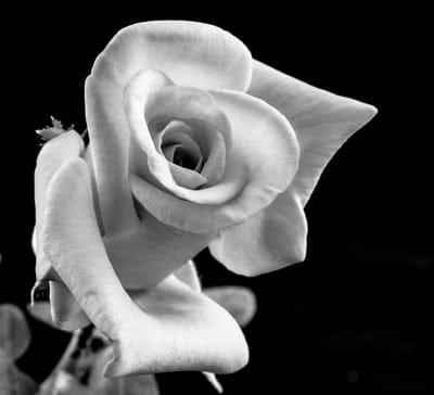 rose,nature,flower background,flower wallpaper,flower,blossom,rose flower,beautiful flowers,bloom,black and white
