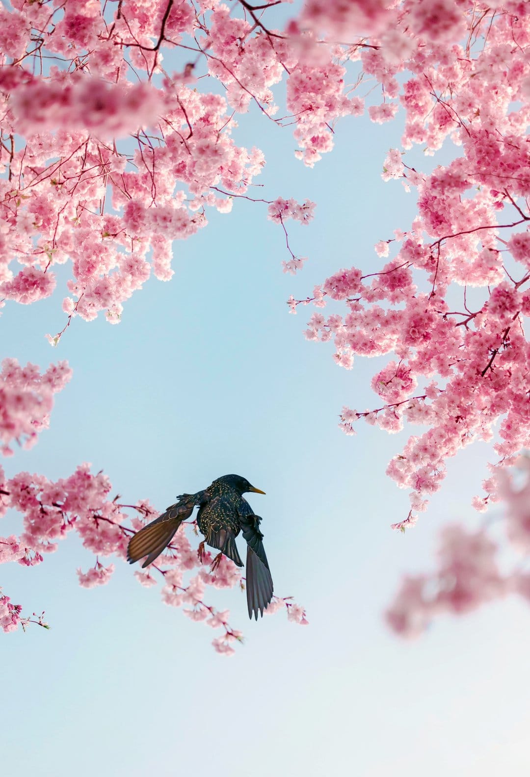 Dark bird flying between pink cherry blossom clusters against a bright blue sky in a vertical composition.