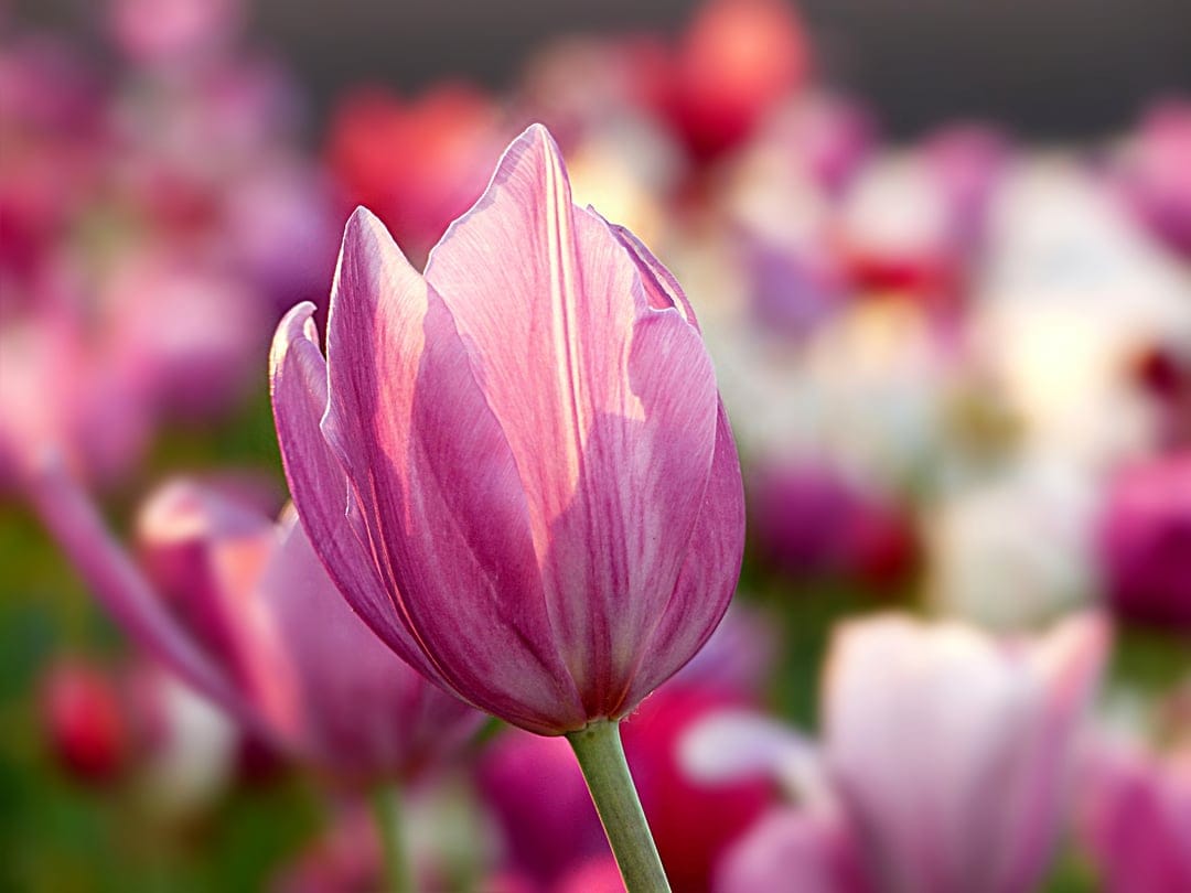 Pink tulip blossom with backlit petals in a soft-focus meadow, serving as a vertical nature screen background.