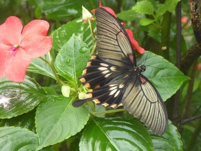 Marbled butterfly perched on wet green leaves beside a pink impatiens flower with visible raindrops and textures.
