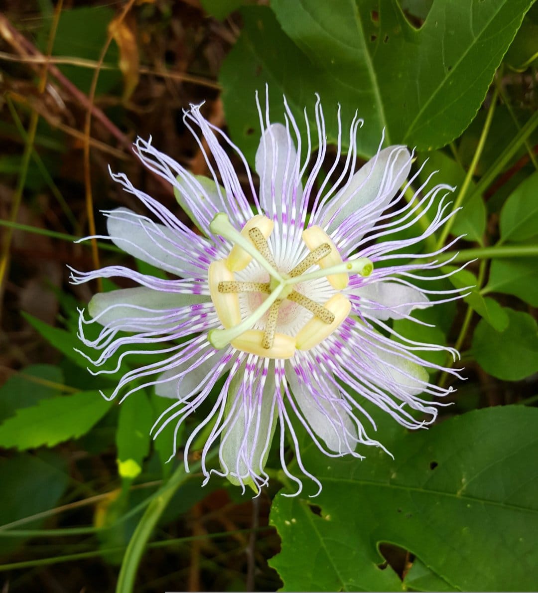 Purple and white passion flower filaments radiate from a green center amidst soft-focus garden leaves.