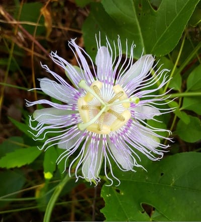 passion flower,flower background,vine,flower,pretty,beautiful flowers,nature,flower wallpaper,summer