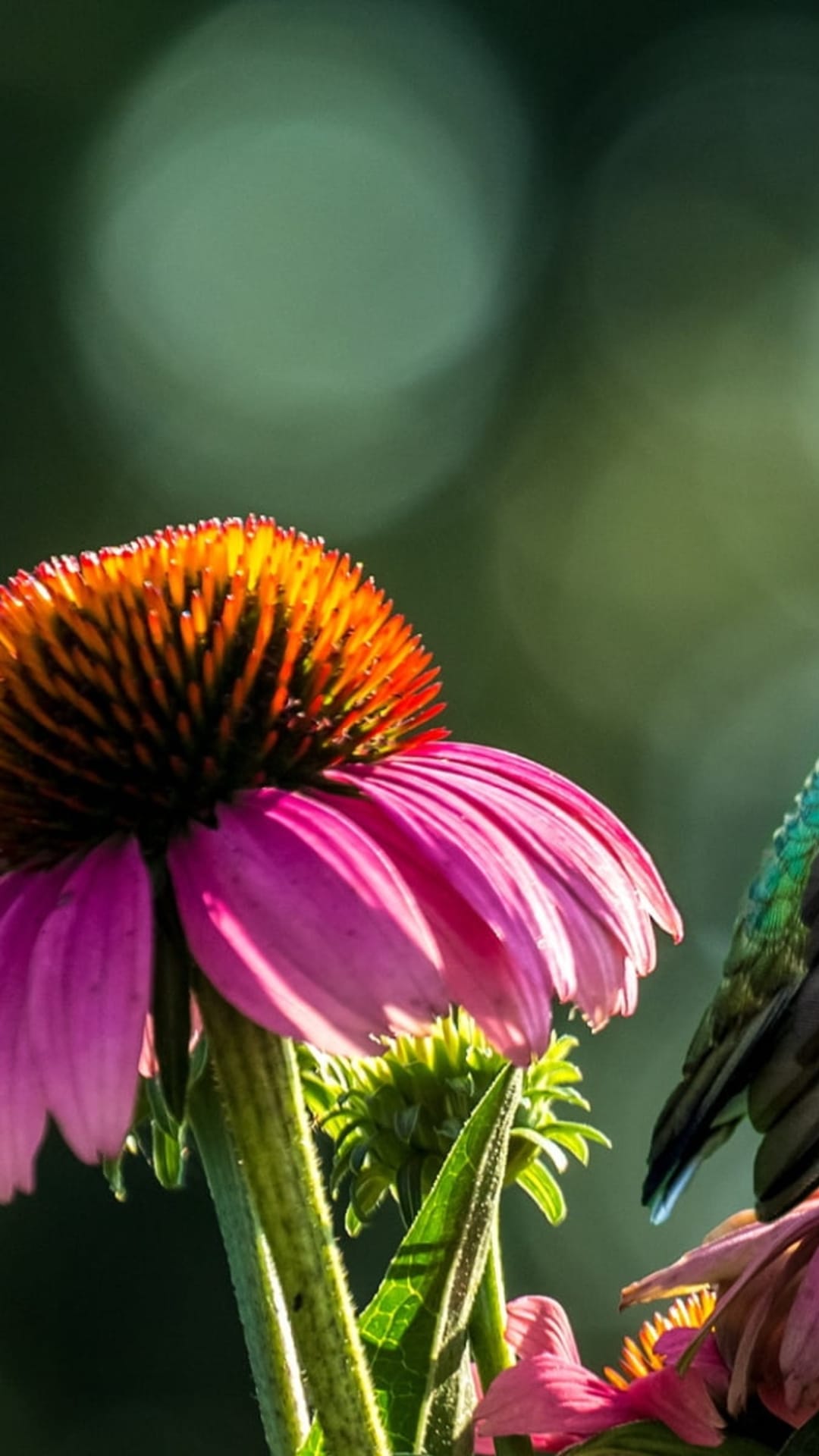 Green hummingbird hovers with its beak inside a pink Echinacea flower against a blurred green garden background.
