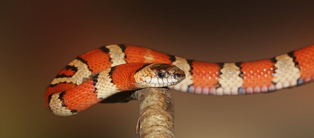 Banded snake with orange, black, and white rings coiled on a textured wood branch against a blurred background.