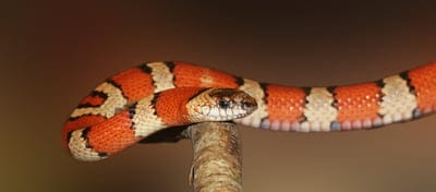 Orange snake wallpaper,Orange snake,snake wallpaper,Orange snake  backgound