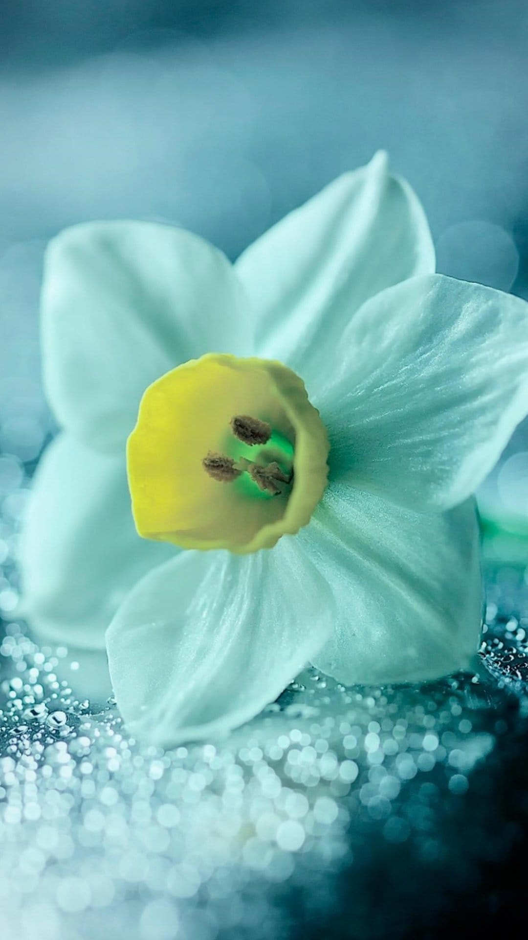 White daffodil with yellow center and water droplets against a blurred turquoise and blue background bokeh.