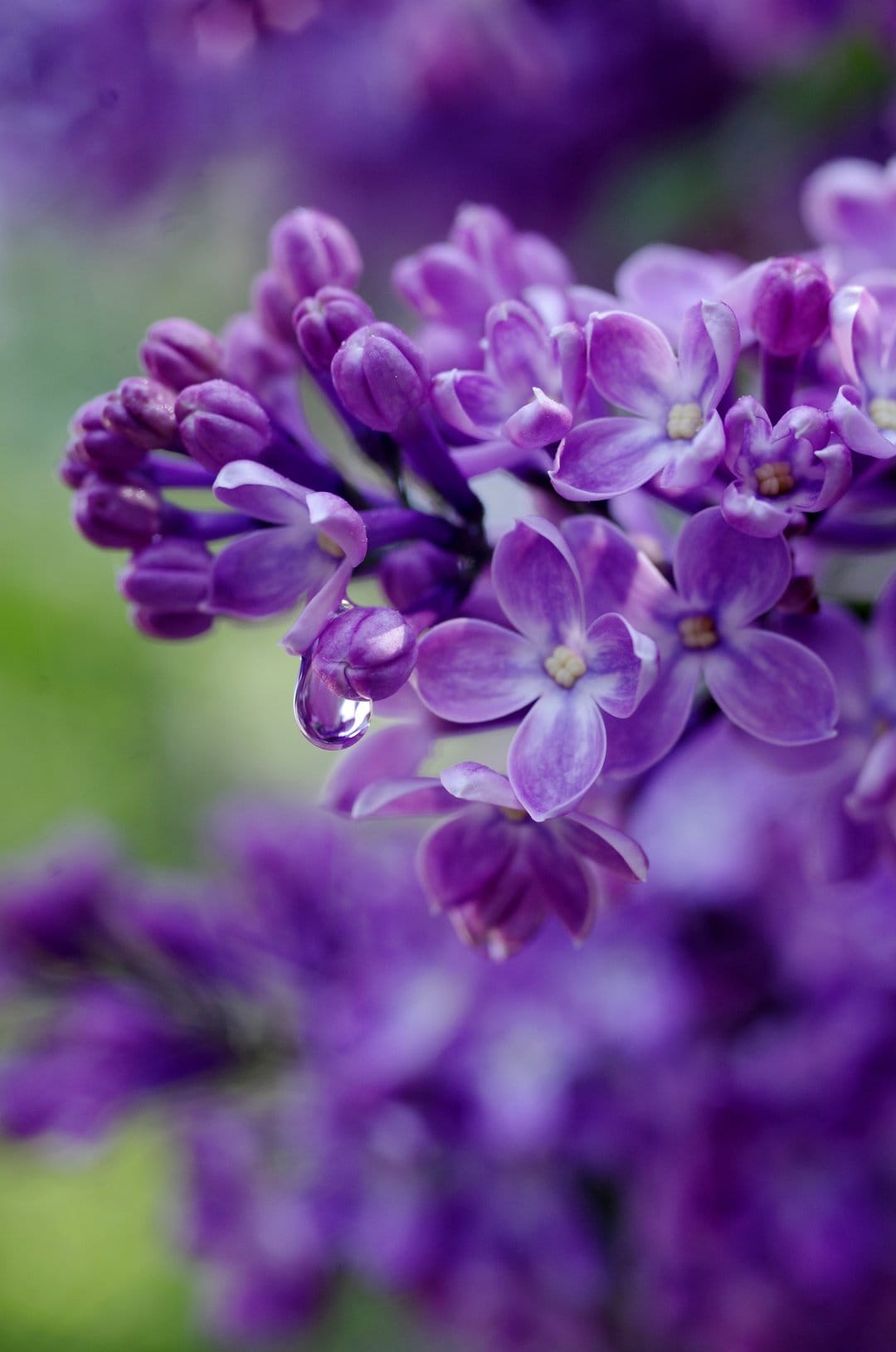 Purple lilac flowers with a clear water droplet on a petal, set against a blurred green leaf background.