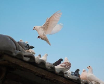 Pigeon,Pigeon wallpaper,Pigeon background,bird