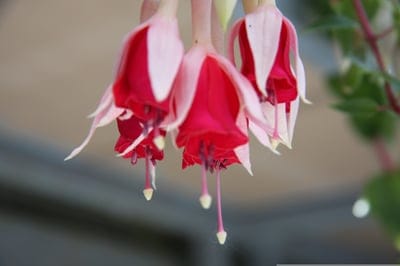 Three hanging fuchsia flowers with red petals and pink sepals show yellow stamens against a blurred background.