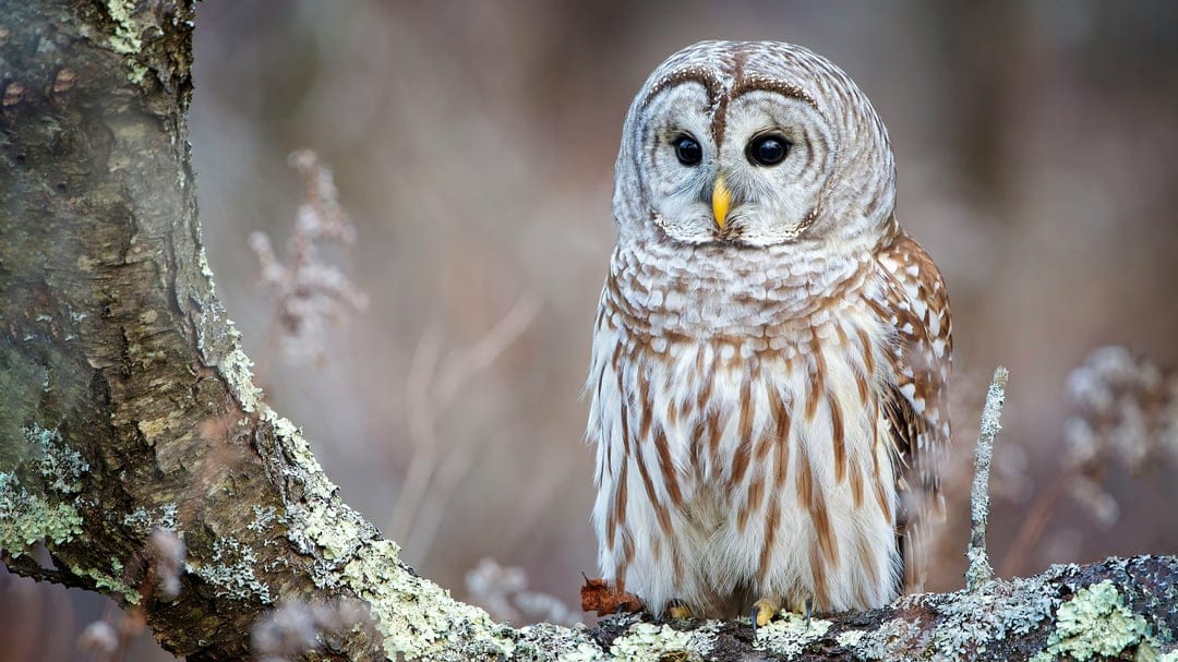 Barred owl with dark eyes and striped feathers perches on a mossy branch against a blurred green forest.