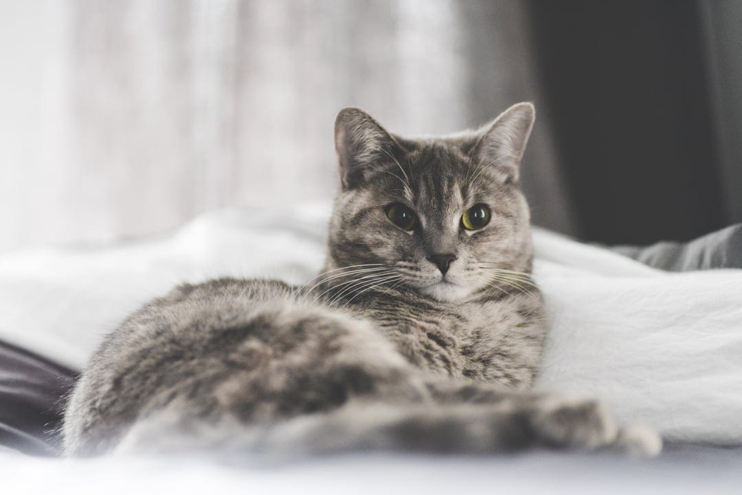 Gray tabby cat with green eyes lies on a white blanket with soft lighting highlighting its striped silver fur.