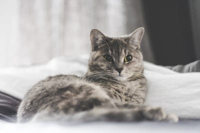 Cat wallpaper,Cat background,Cat,kitten wallpaper,cute cat wallpaper