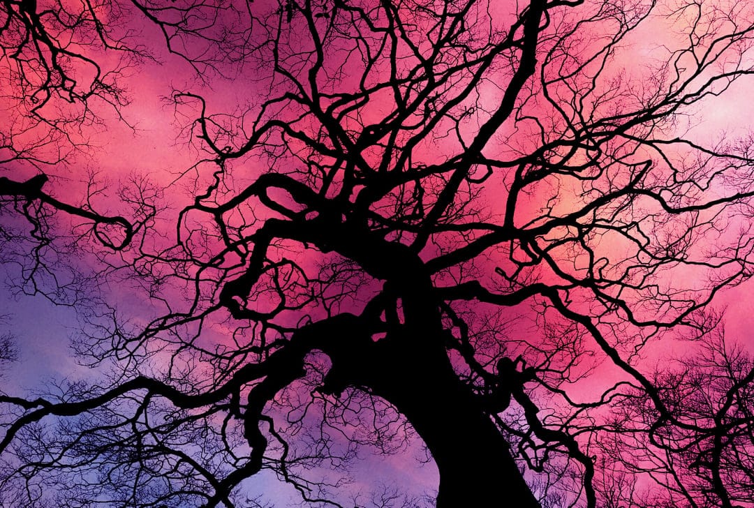 Skeletal tree branches silhouetted against a vibrant gradient of purple and pink during a dramatic sunset.