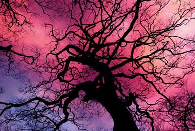 trees,silhouette,laptop wallpaper,sunset,wallpaper hd,windows wallpaper,clouds,full hd wallpaper,dusk,perspective,mood,free wallpaper,mac wallpaper,nature,4k wallpaper,beautiful wallpaper,cool backgrounds,wallpaper 4k,scary,night