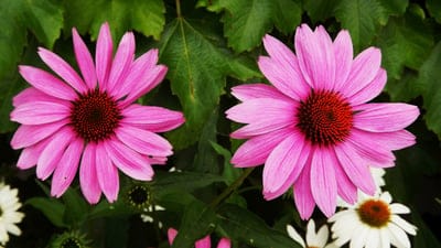 pink coneflower, echinacea, flower, garden, blooming, nature, plant, summer, flora, petal, close-up, foliage, green, white daisy, pollination, natural beauty, outdoor, vibrant, detailed, botany, perennial, wildflower