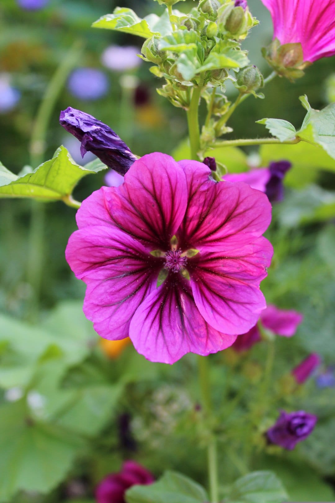 Pink mallow flower with dark magenta veins and a purple bud against a soft green out-of-focus garden background.