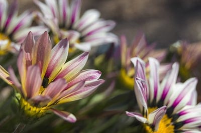 Striped Gazania flowers featuring pink and white petals with purple accents against a blurred garden backdrop.